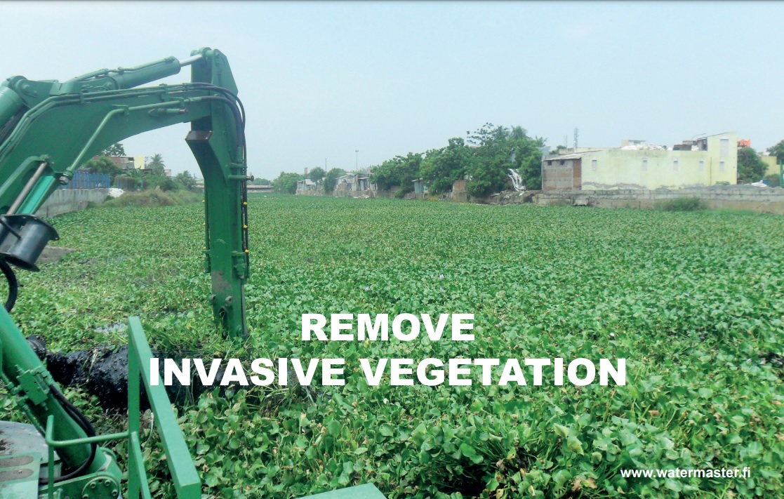 Invasive Vegetation